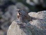 Attu Fox Sparrow.jpg