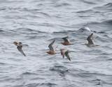 Bar-tailed Godwits.jpg