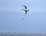 Short-tailed Albatrosss-6.jpg
