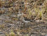 Rock Sandpiper.jpg