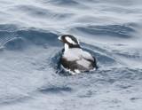Anchient Murrelet-2.jpg