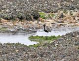 Pacific Golden Plover.jpg