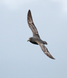N.-Fulmar.jpg