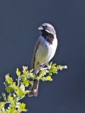 Black-throated Sparrow 8461.jpg