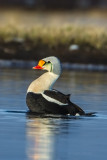 King-Eider-situp-7-7-w.jpg