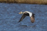 Spectacled-Eider-1-7-8-w.jpg