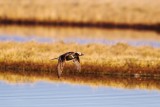 Long-tailed-Duck-3-7-4-w.jpg