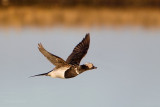 Long-tailed-Duck-4-7-4-w.jpg