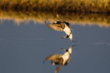 Long-tailed-Duck-5-7-4-w.jpg