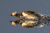 Long-tailed-Landing-7-7-w.jpg