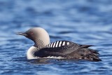 Pacific-Loon-3-7-8-w.jpg