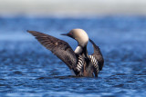 Pacific-Loon-stretch-7-8-w.jpg