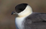 Long-tailed Jaeger