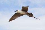 Long-tailed-Jaeger-3134-w.jpg