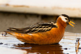 Red-Phalarope-4-7-4-w.jpg