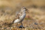 Bairds Sandpiper