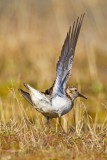 Bairds Sandpiper