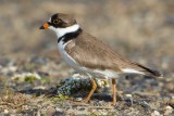 Semi-palmated Plover