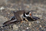 Semi-palmated-Plover-2-7-13-w.jpg
