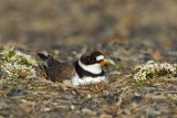 Semi-palmated-Plover-3-7-13-w.jpg