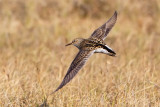 Pectoral Sandpiper
