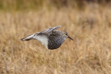 Pectoral Sandpiper in display flight