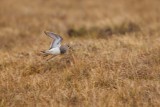 Pectoral Sandpiper