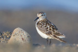 Bairds Sandpiper