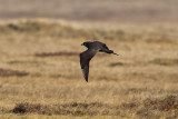 Parasitic-Jaeger-dark-phase-7-14-w.jpg