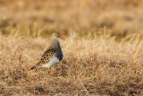 Pectoral-Sandpiper7-4-w.jpg