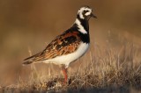 Ruddy Turnstone