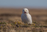 Snowy Owl - male