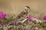 Lapland-Longspur-fem-7-8-w.jpg