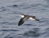 Audubons Shearwater-2.jpg