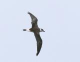 Black-capped Petrel.jpg