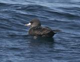 Flesh-footed Shearwater-1.jpg