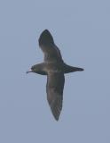Flesh-footed Shearwater-8.jpg