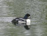 Barrows Goldeneye-1w.jpg