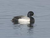 Greater Scaup