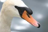 MuteSwan-2w.jpg
