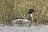 Red-breasted Merganse-1.jpg