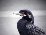 Neotropic Cormorant-2.jpg