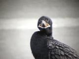 Neotropic Cormorant-3.jpg