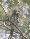 Northern Pygmy-Owl.jpg