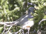 Band-tailed Pigeon-2.jpg