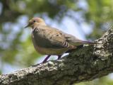 Morning Dove.jpg