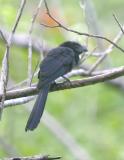 Grove-billed Ani.jpg