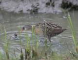 Clapper Rail-2.jpg