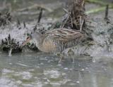 Clapper Rail-3.jpg