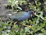 Purple Gallinule-1.jpg